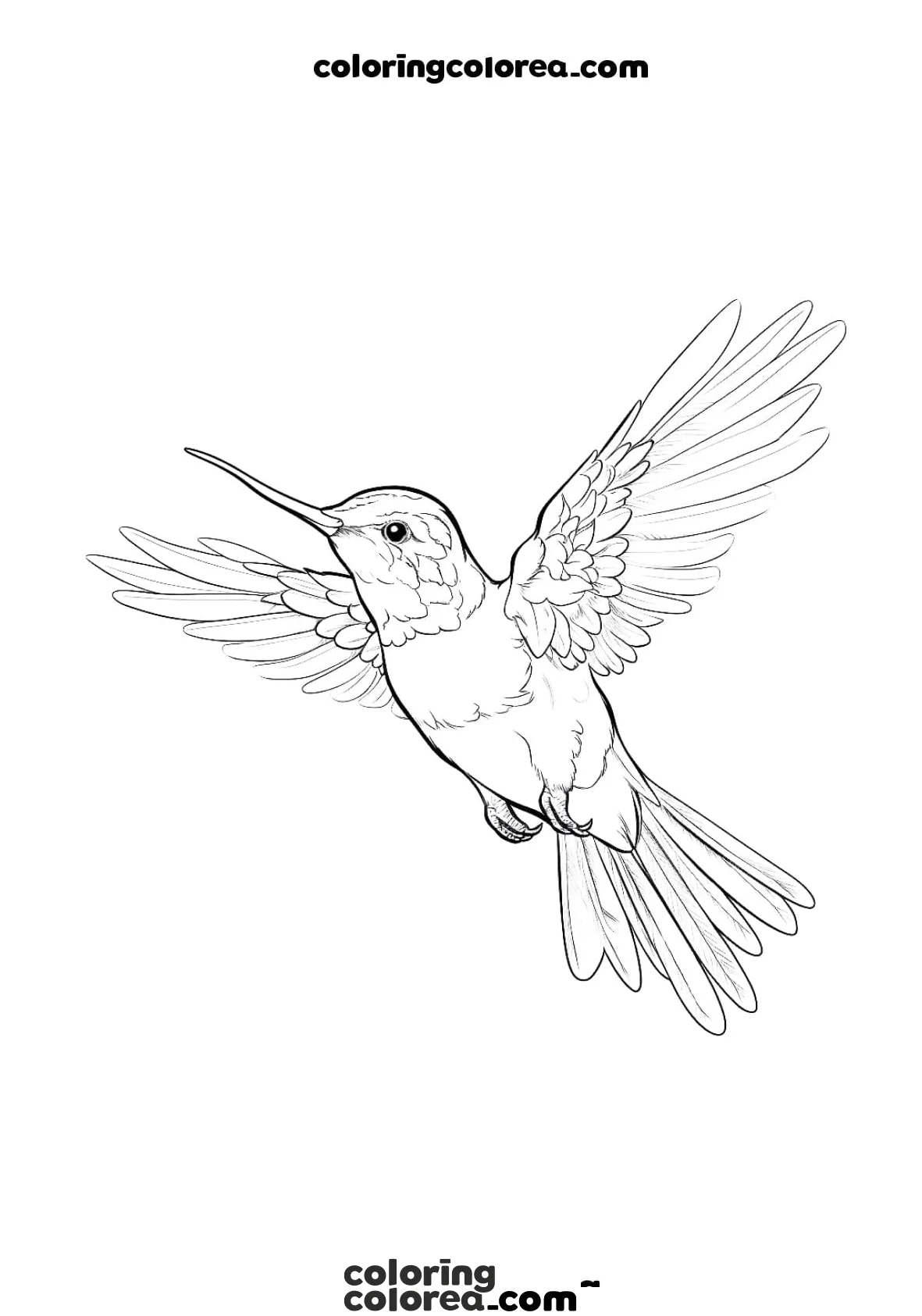 Hummingbird flying
