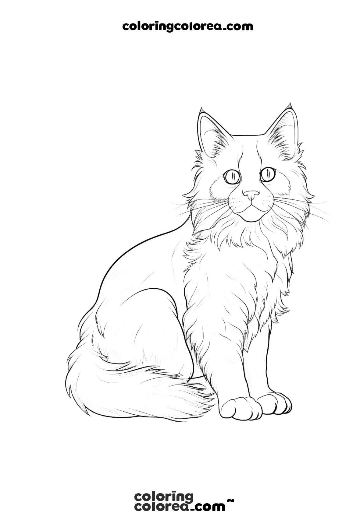 Maine Coon Cat