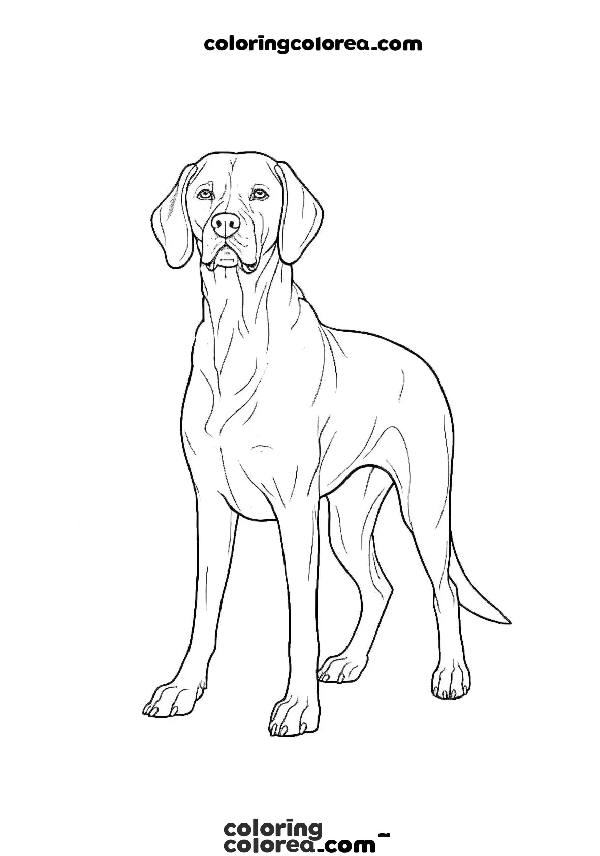 Vizsla dog, hunting dog