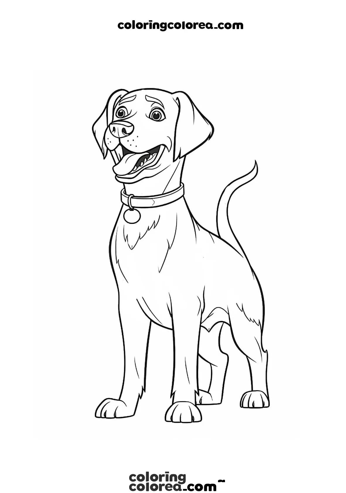 Labrador dog