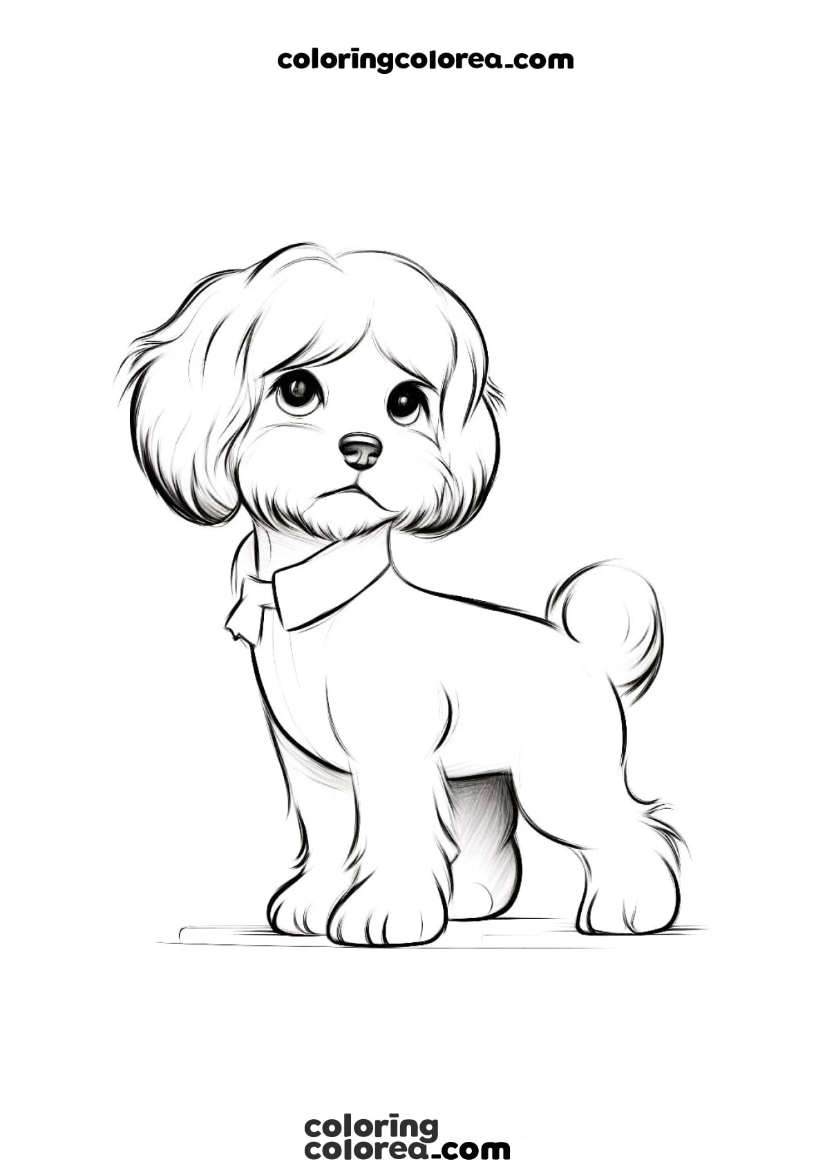 Colorear dibujo de perro caniche con lazo