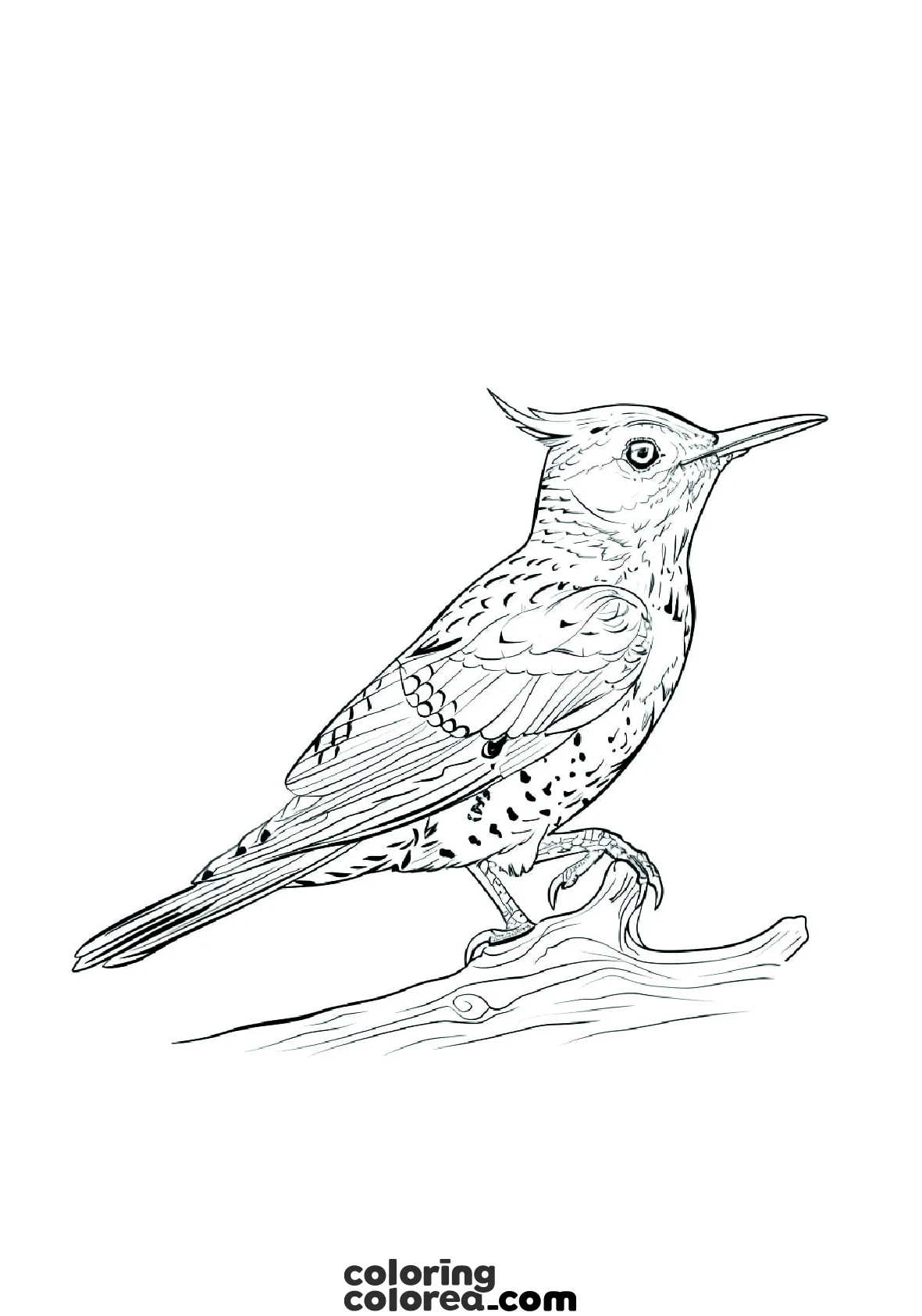 Free colouring drawing of a woodpecker